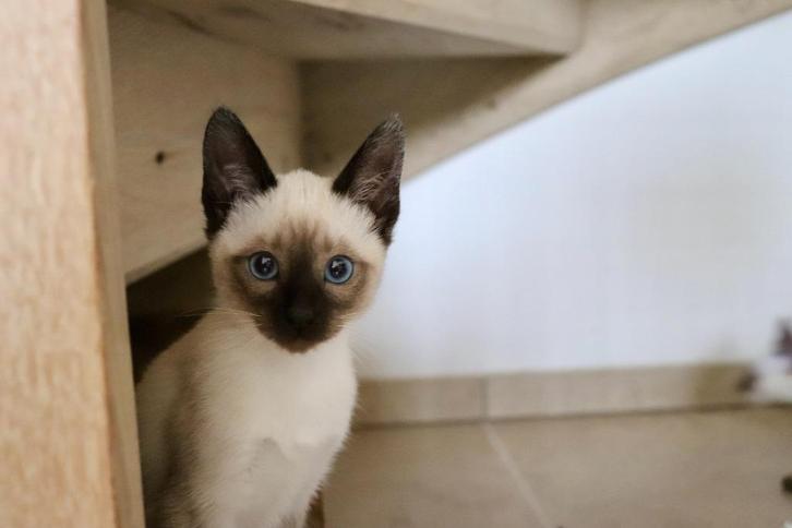 Prachtige traditionele (Thai) siamese kittens met stamboom, Dieren en Toebehoren, Katten en Kittens | Raskatten | Korthaar, Poes
