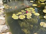 Roze waterlelie 2 st./5€., Tuin en Terras, Vijvers, Ophalen, Zo goed als nieuw