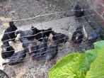 Kuikens, Meerdere dieren, Kip