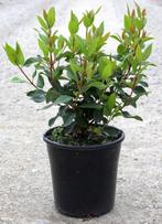 Viburnum tinus, Ophalen