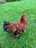 Cochin haan, Dieren en Toebehoren, Pluimvee