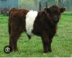 Gezocht! Mini belted Galloway koeien.