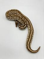 0.1 special phantom het pied - Python regius, Dieren en Toebehoren