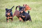 Dwergpinscher pups te koop, Dieren en Toebehoren, Honden | Bulldogs, Pinschers en Molossers, 15 weken tot 1 jaar, Overige rassen