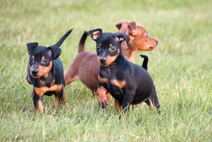 Dwergpinscher pups te koop, Dieren en Toebehoren, Honden | Bulldogs, Pinschers en Molossers, Meerdere dieren, Overige rassen, Fokker | Professioneel