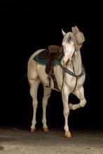 paint ruin van 4 jaar, Dieren en Toebehoren, Paarden, Ruin, Zadelmak