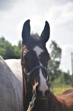 Paarden, Springpaard, Niet van toepassing, 0 tot 2 jaar, Hengst