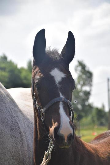 Paarden beschikbaar voor biedingen