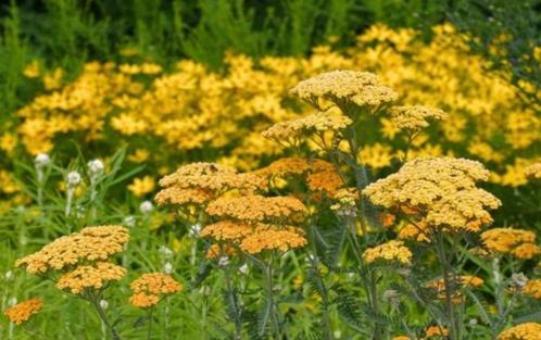 Achillea millefolium"terracotta" (duizendblad), Tuin en Terras, Planten | Tuinplanten, Vaste plant, Overige soorten, Volle zon