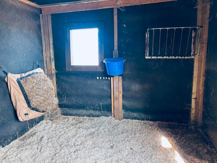 Weidegenoot gezocht, Dieren en Toebehoren, Paarden