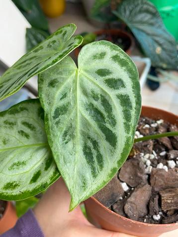 Anthurium super silver blush beschikbaar voor biedingen