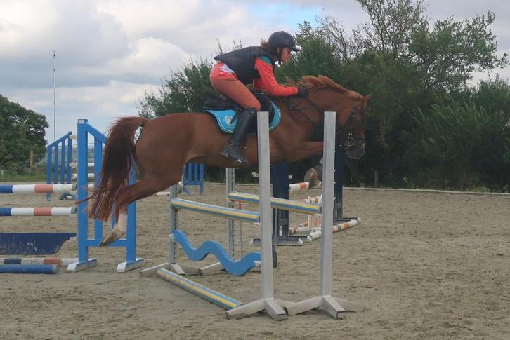C pony, Dieren en Toebehoren, Pony's, Merrie, C pony (1.27m tot 1.37m), 7 tot 10 jaar, Gechipt, Ontwormd, Ingeënt
