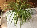 Olifantpoot plant, Tuin en Terras, Planten | Tuinplanten, Ophalen