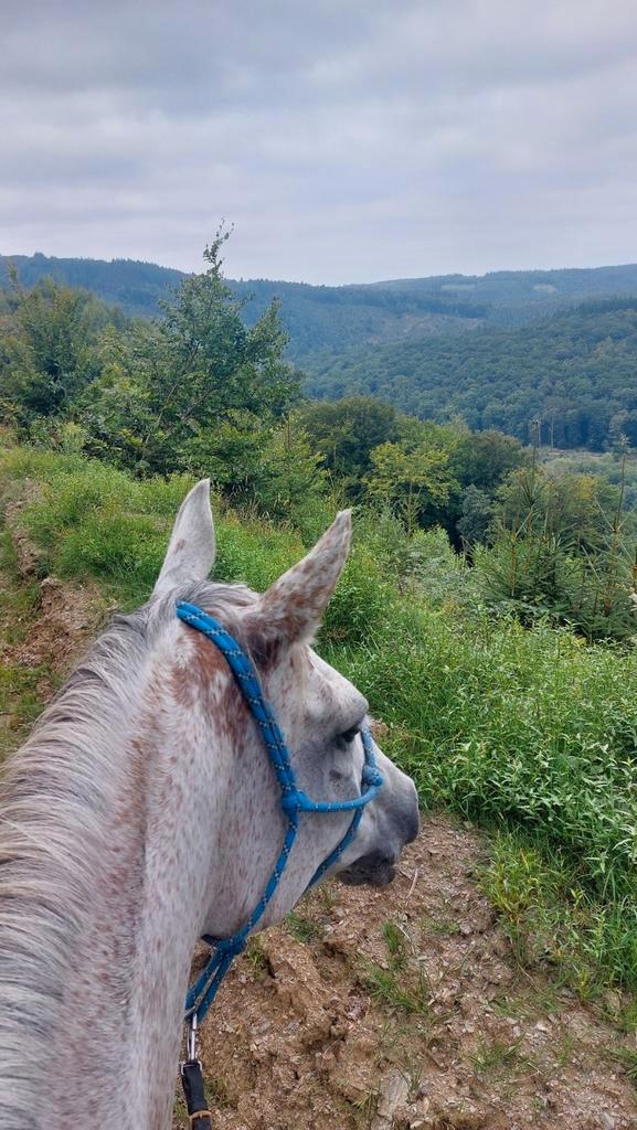Stevige Merrie 1m50 voor trektochten, wandelpaard, grondwerk, Dieren en Toebehoren, Paarden en Pony's | Dekhengsten en Fokmerries