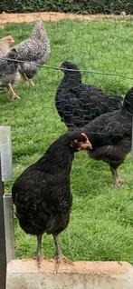 Jersey Giant, Dieren en Toebehoren, Mannelijk, Kip