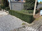 18 mtr taxus haag te koop, Haag, Minder dan 100 cm, Ophalen of Verzenden, Taxus