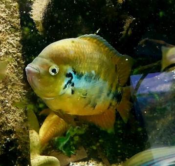 Schitterende Centrarchus cichliden  beschikbaar voor biedingen