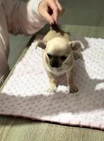 Kortharig chihuahua reutje, België, Fokker | Hobbymatig, Reu, 8 tot 15 weken