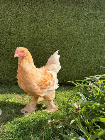 Brahma groothoender lemon pyle haan beschikbaar voor biedingen