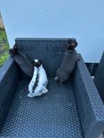 jonge reuzen vlinders 3 jonge voetsters