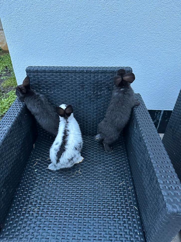 jonge reuzen vlinders 3 jonge voetsters, Animaux & Accessoires, Lapins