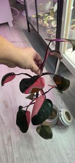 Philodendron pink princess, Enlèvement