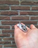 Jonge chinese dwerghamsters, handtam, bont en wildkleur, Dieren en Toebehoren, Knaagdieren, December, Tam