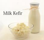 Melk champagne MelkKefir verse Kefir korrels probiotica, Ophalen