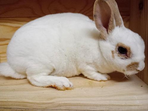 Lief en aaibaar dwerg rex voedstertje in wit, Dieren en Toebehoren, Konijnen