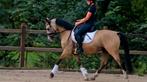 Sportieve grote D pony, Dieren en Toebehoren, Pony's, Ruin