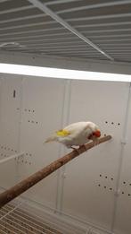 Recherche femelle, Vrouwelijk