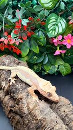 Lily White mannelijke kuifgekko (1,5 jaar oud)