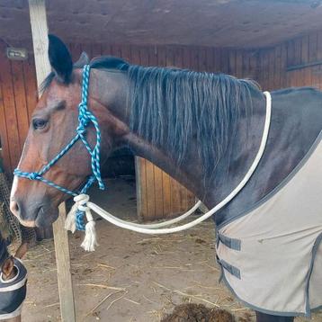 Touwhalster + teugels ( natural hackamore) beschikbaar voor biedingen