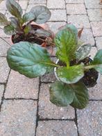 Ajuga reptans, Bodembedekkers, Vaste plant, Ophalen of Verzenden, Halfschaduw