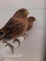 Fraters en kleine putters van2025, Dieren en Toebehoren, Vogels | Overige Vogels
