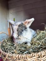 Baby konijntjes, Dieren en Toebehoren, Konijnen, Dwerg, Hangoor