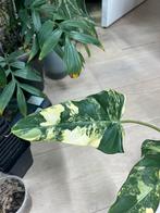 Philodendron Domesticum Variegata (3), Huis en Inrichting, Kamerplanten, Ophalen of Verzenden