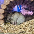Dwerghamster met alle toebehoren, Dieren en Toebehoren, Knaagdieren, Februari, Mannelijk, Hamster