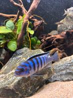 Mbuna man, Dieren en Toebehoren, Vissen | Aquariumvissen, Kreeft, Krab of Garnaal, Zoetwatervis