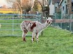 Appaloosa alpaca merrie 2016, Dieren en Toebehoren, Overige Dieren, Mei, Vrouwelijk