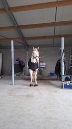 Halve stal gezocht, Ophalen, Zo goed als nieuw