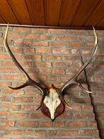 Hertengewei, Ophalen, Gebruikt