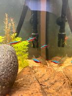 10 kardinaal tetras, Dieren en Toebehoren, Vissen | Aquariumvissen, Vis, Zoetwatervis, Schoolvis