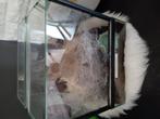 Vogelspin cromatophelma vrouw., Dieren en Toebehoren, Insecten en Spinnen, Spin of Schorpioen