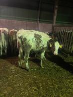 20 holstein vaarsjes, Dieren en Toebehoren, Vrouwelijk, 0 tot 2 jaar