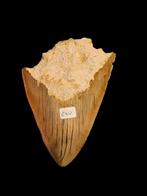 Prachtige megalodon tand uit indonesie 10,7 cm, Verzamelen, Ophalen of Verzenden, Fossiel