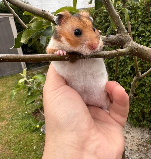 Goudhamster, Dieren en Toebehoren, Knaagdieren, Hamster