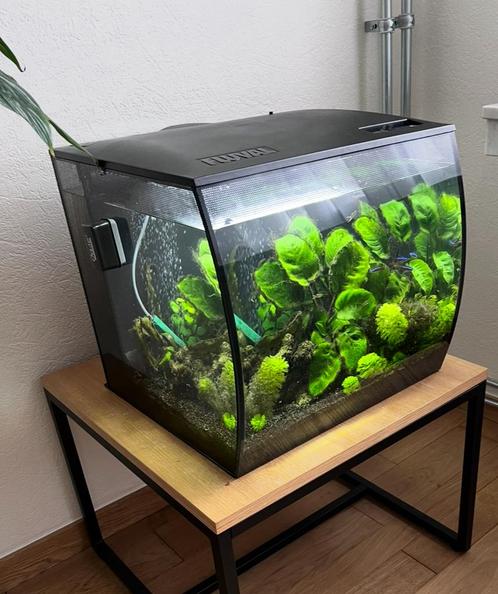 Mooie aquaruim, met allerlei mooie visjes, Dieren en Toebehoren, Vissen | Aquaria en Toebehoren, Zo goed als nieuw, Ophalen