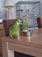 Zeer Tam koppel amazone, Dieren en Toebehoren