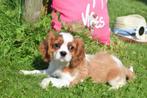 Cavalier King Charles spaniel pups, België, 15 weken tot 1 jaar, CDV (hondenziekte), Meerdere